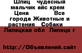 Шпиц - чудесный мальчик айс-крем › Цена ­ 20 000 - Все города Животные и растения » Собаки   . Липецкая обл.,Липецк г.